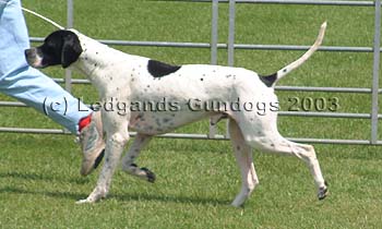 Limit Dog